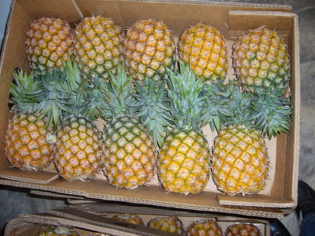  Le fonds Injaro mise sur  la filière ananas au Ghana en investissant dans Gold Coast Fruits