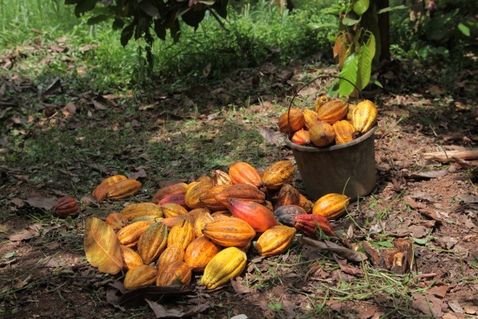  Hausse substantielle du prix  du cacao et du café au Sierra Leone