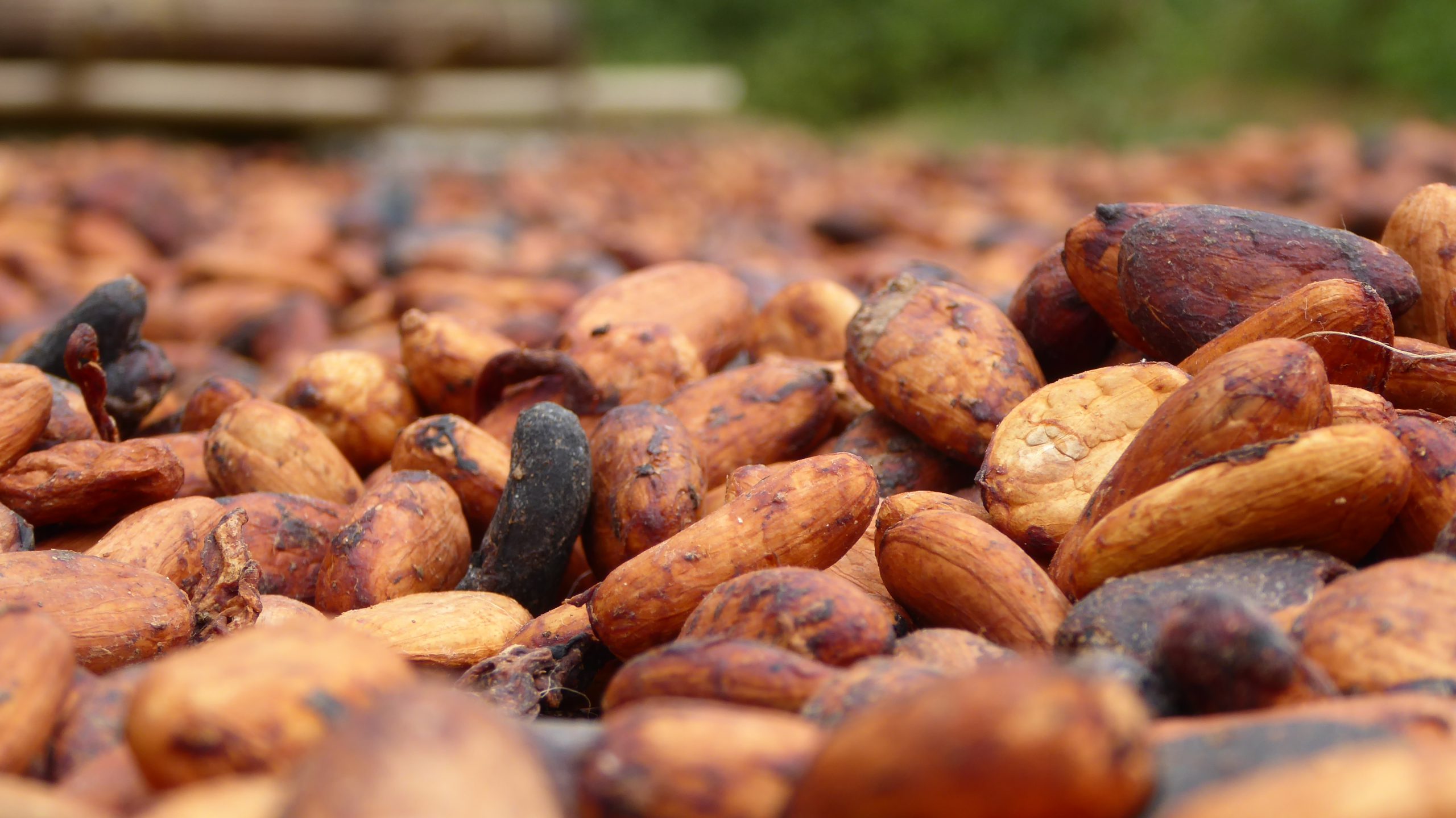  Agriterra cède ses activités cacao au Sierra Leone