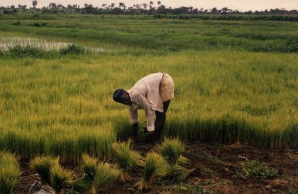  Au Sierra Leone, plus de moitié de la population est en insécurité alimentaire