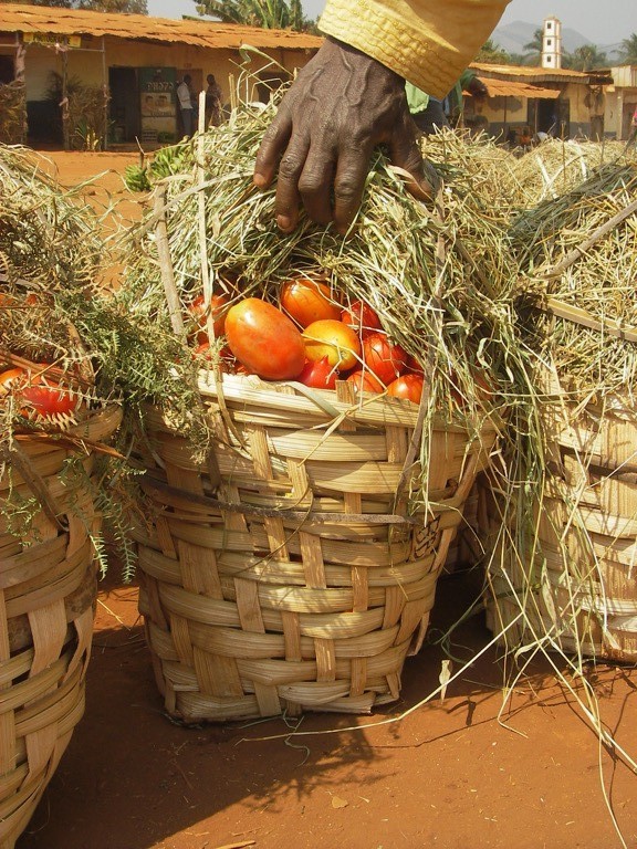  Modules sur la sécurité alimentaire  à l’université de Njala au Sierra Leone