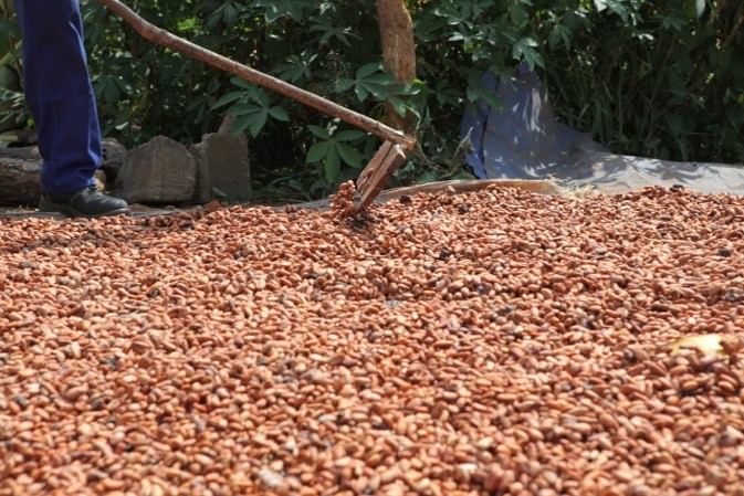  Belle envolée des broyages de cacao en Côte d’Ivoire