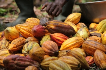  Une actu cacao chargée : broyages, fin de grève et formation en Côte d’Ivoire