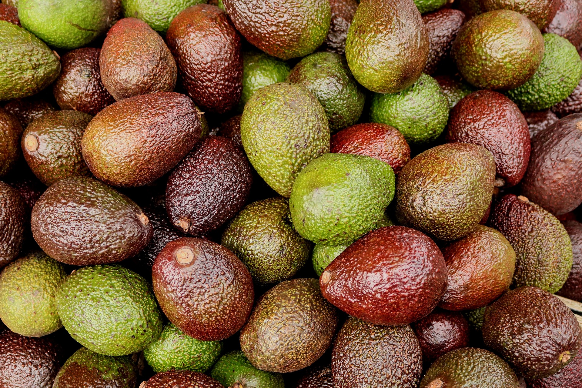 avocados-3399809_1920