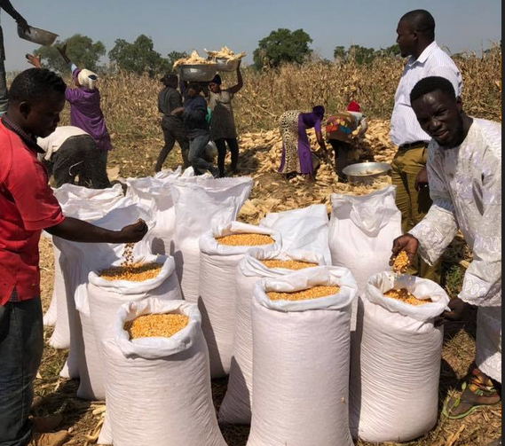  Au Nigeria, Nestlé met les bouchées doubles pour son approvisionnement en matières premières locales