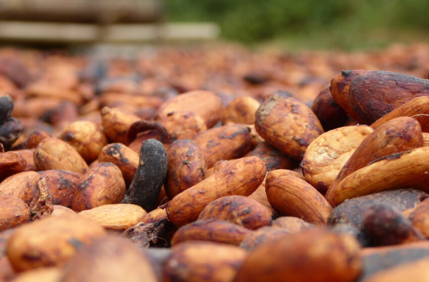  Chute de 24% des exportations de fèves de cacao de Côte d’Ivoire