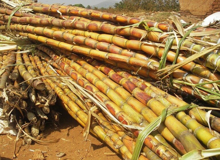  La Chronique Matières premières agricoles au 11 janvier 2024