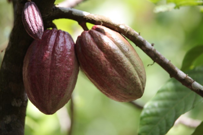  Au Ghana, le Cocobod laisse inchangé le prix du cacao pour la campagne intermédiaire