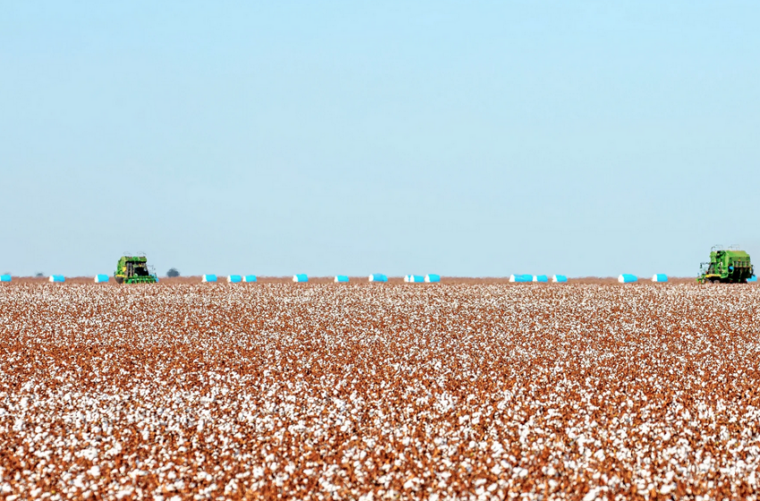  La certification du coton durable Better Cotton sur la sellette au Brésil