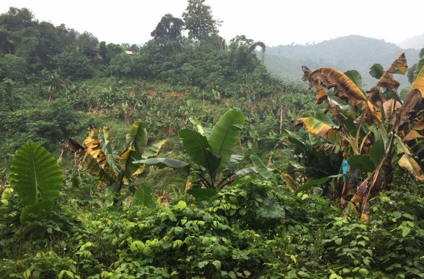  Chiquita Brands condamné pour avoir financé des paramilitaires en Colombie