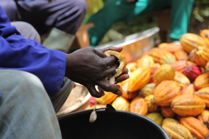  Cacao : hausse du déficit mondial 2023/24 à la suite de broyages importants