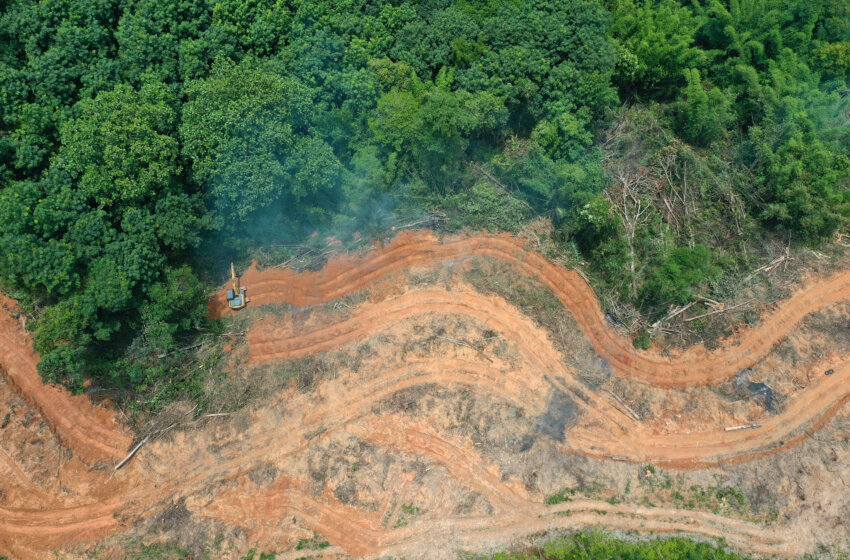  Disposer d’une chaîne d’approvisionnement sans déforestation c’est possible mais rare