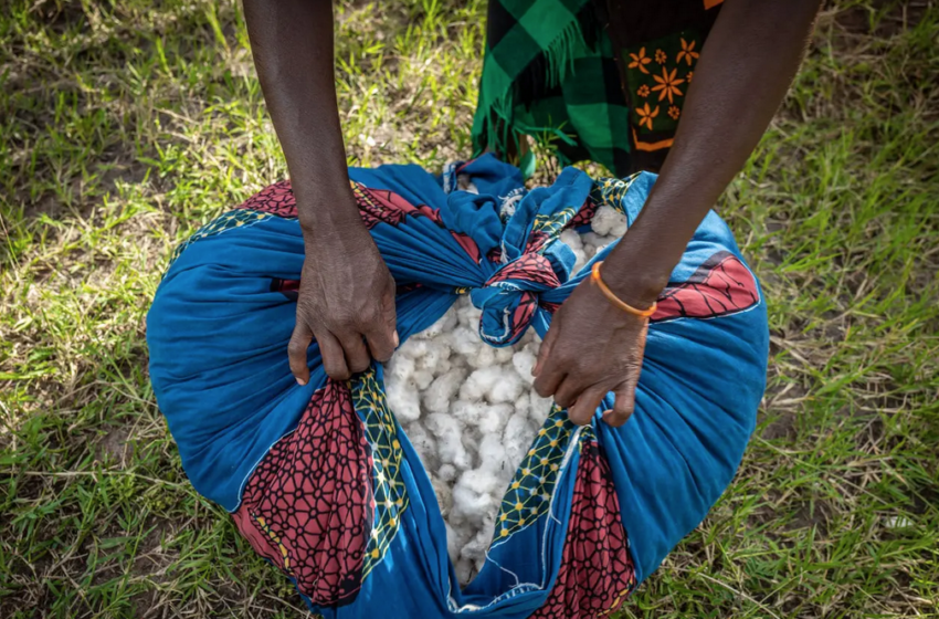  Cotton Made in Africa intègre le Partenariat pour le coton de l’OMC et la FIFA