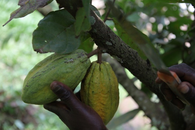  Commercialisation du cacao : la Côte d’Ivoire à l’arrêt