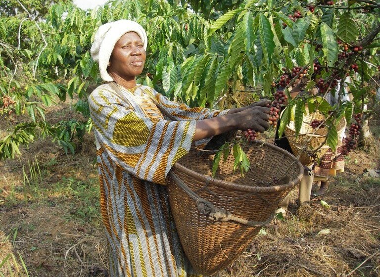  Bond de près de 40% des exportations de café d’Afrique en avril