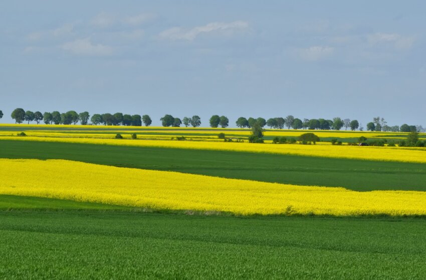  La Chronique Matières premières agricoles au 14 juin 2024