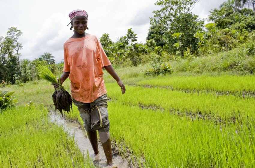  Au Liberia, $10 millions pour la sécurité alimentaire